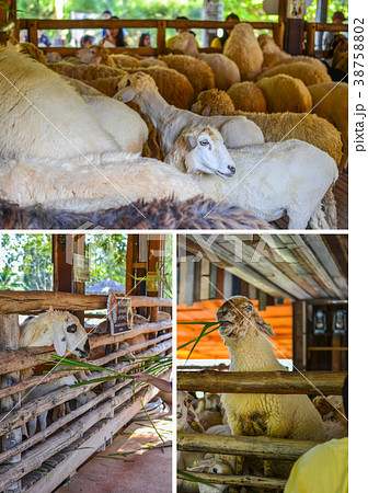 Sheep eating grass in the farm Sheep eating grass in the farm 38758802