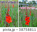 Abstract background of red flowers 38758811