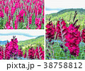 Abstract background of red flowers 38758812