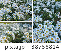 Abstract background of white flowers 38758814