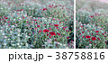 Abstract background of red flowers 38758816