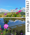 Pink flowers cosmos bloom beautifully 38758817