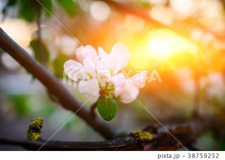 Blooming almond tree on the blue sky background. 38759252