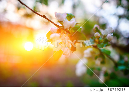Blooming almond tree on the blue sky background. 38759253