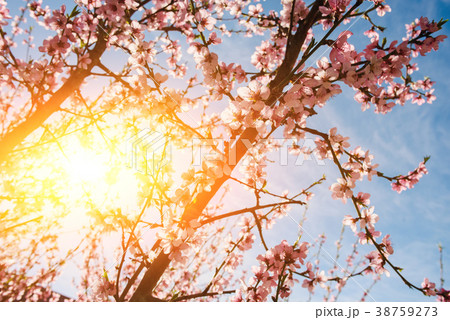 Blooming cherry tree branches against Blooming cherry tree branches against 38759273