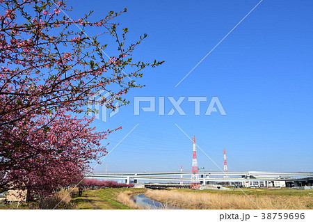茅ヶ崎　小出川の河津桜 38759696