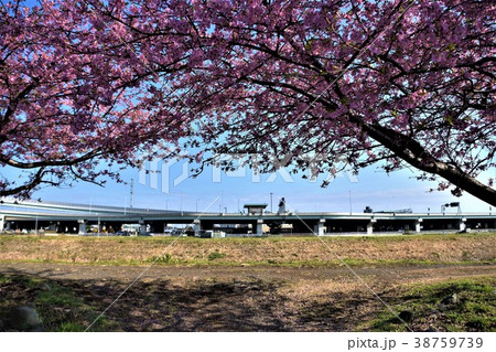 茅ヶ崎 小出川の河津桜 茅ヶ崎 小出川の河津桜 38759739