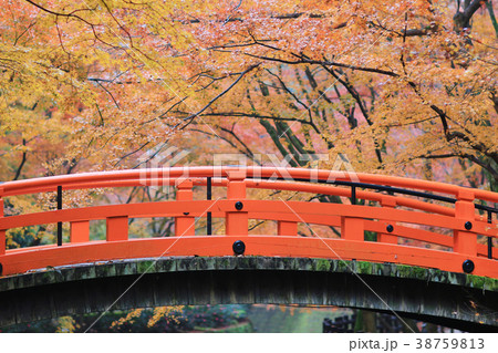 fall at Japanese garden fall at Japanese garden 38759813