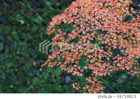 Kitano Kitano tenmangu shrine in Kyoto.japan Kitano Kitano tenmangu shrine in Kyoto.japan 38759823