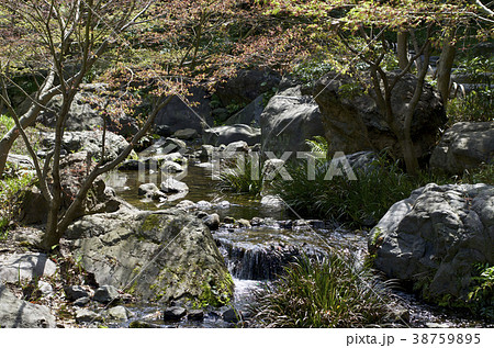 名古屋市　4月の白鳥庭園の渓流 38759895