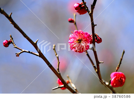 梅の花 38760586