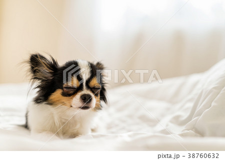Small cute sleepy chihuahua dog is sleeping. 38760632