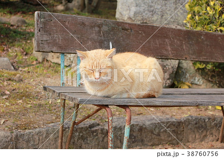 猫 38760756