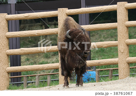 東山動物園 東山動物園 38761067