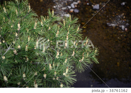 松の新芽 38761162