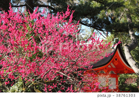 北野天満宮の梅の花 38761303