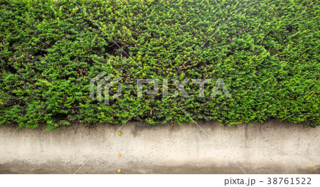 ivy leaves isolated on a white background ivy leaves isolated on a white background 38761522