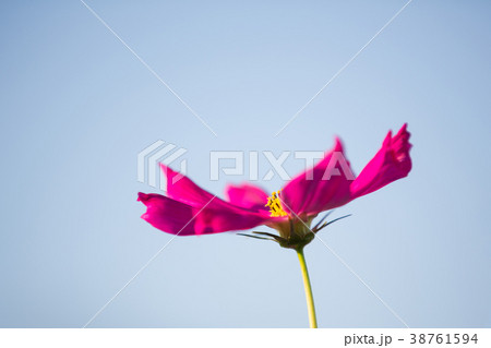 Cosmos flower close up on sunset background Cosmos flower close up on sunset background 38761594