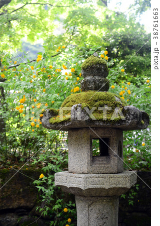 石燈籠と山吹の花-2 38761663
