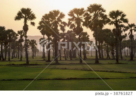 palm 38761827