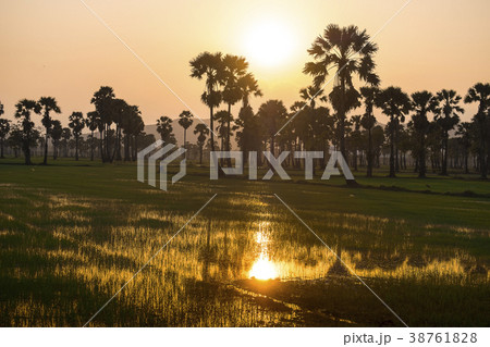 palm trees 38761828
