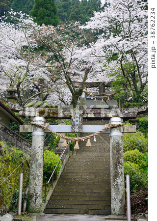 鳥居と桜 38762234