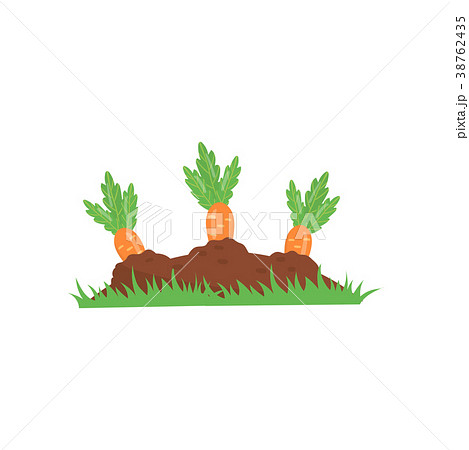 Carrot Growing From Ground Vegetable On Gardenのイラスト素材
