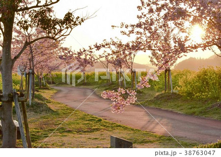 延岡花物語へのロード 38763047