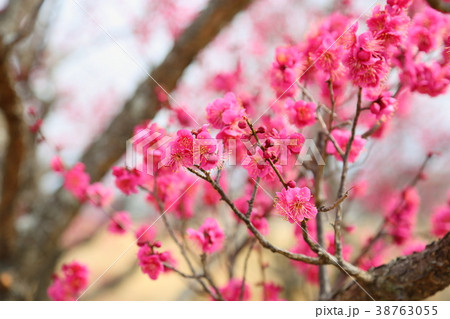 ウメの花 ウメの花 38763055