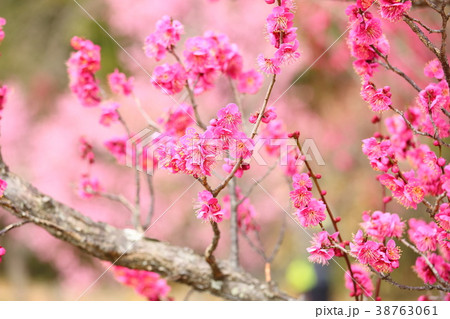 ウメの花 38763061