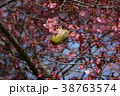 オカメザクラとメジロ 38763574