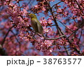 オカメザクラとメジロ 38763577