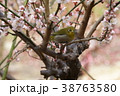 梅とメジロ 38763580