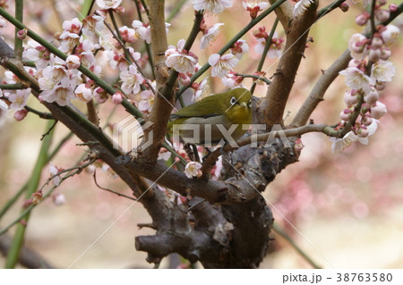 梅とメジロ 38763580