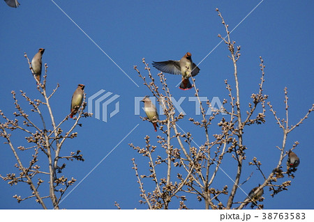 ヒレンジャク 38763583