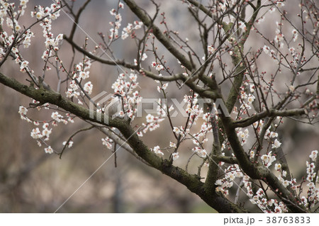 春のスズメ 38763833