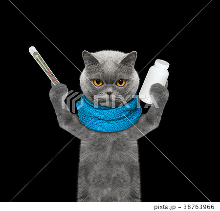 cat is ill -- the temperature is high cat is ill -- the temperature is high 38763966