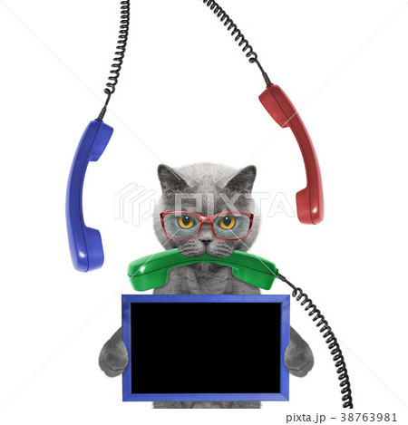 cat keeps frame in its paws and phone in its mouth cat keeps frame in its paws and phone in its mouth 38763981
