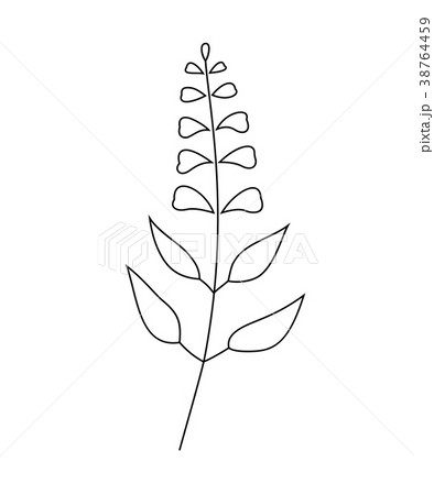 Vector illustration of sage with flower 38764459