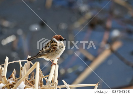 スズメ スズメ 38764598