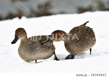 雪の上のオナガガモ（メス） 38764607