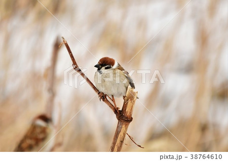 スズメ スズメ 38764610