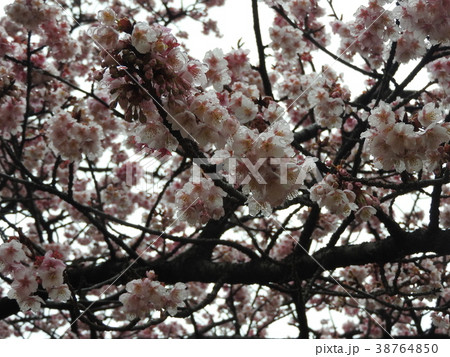 春の訪れを告げる河津桜は、大島桜と寒緋桜が交配して生まれた。雨上がりに雨粒を抱いた花も美しい。 38764850