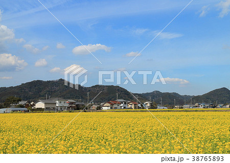 菜な畑ロード(鴨川市) 38765893