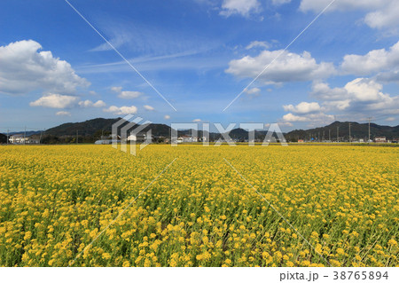 菜な畑ロード(鴨川市) 38765894