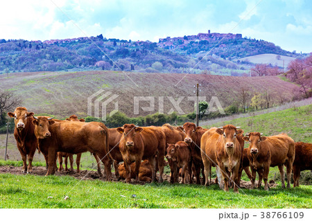 a herd of cows a herd of cows 38766109