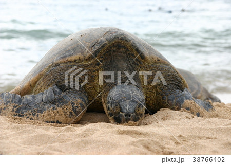 お昼寝中のウミガメ お昼寝中のウミガメ 38766402