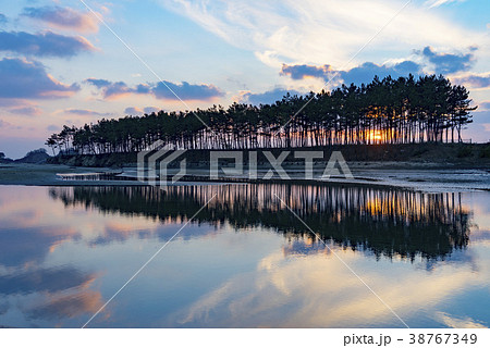 松 泰安郡 忠南 38767349