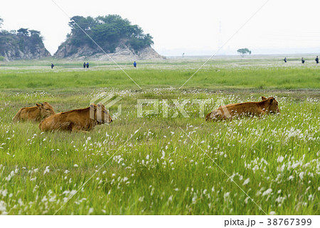 動物 屋外 室外 38767399