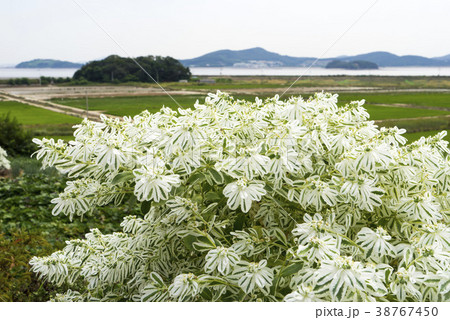 甕津郡 仁川 インチョン 38767450